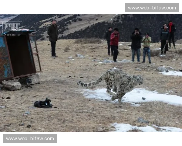 巅峰对决：当“安第斯之魂”遇见“雪山之王”，谁才是猫科全能冠军？